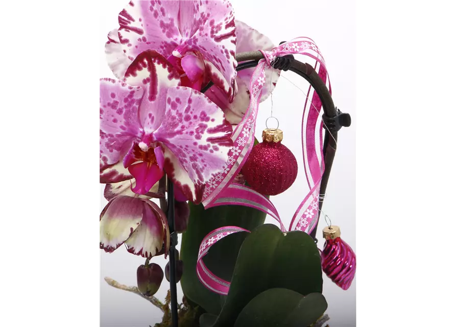 Orchidee mit Kugeln pink