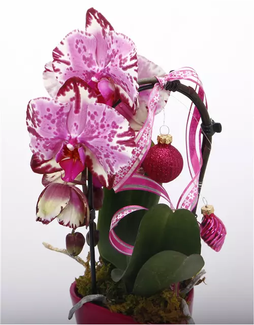 Orchidee mit Kugeln pink