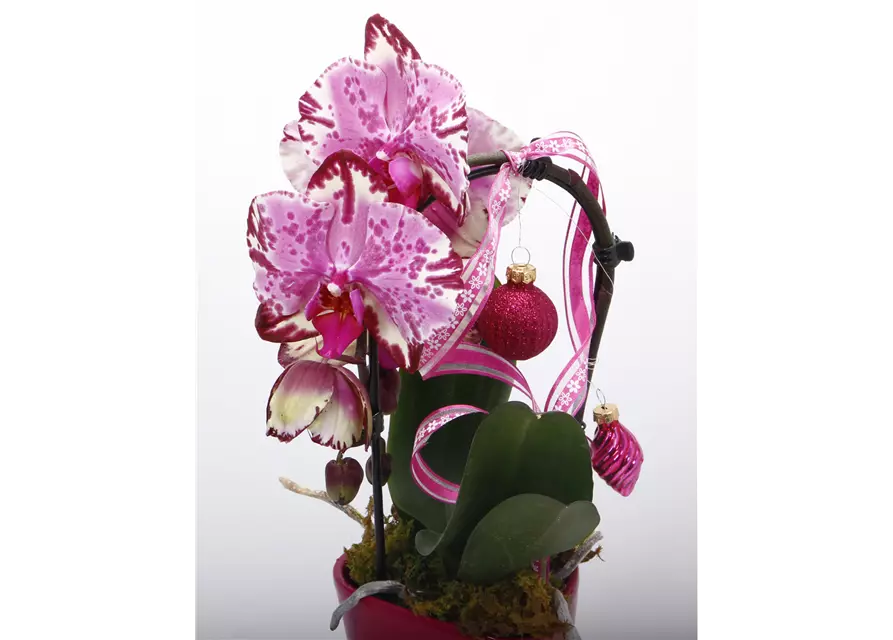 Orchidee mit Kugeln pink