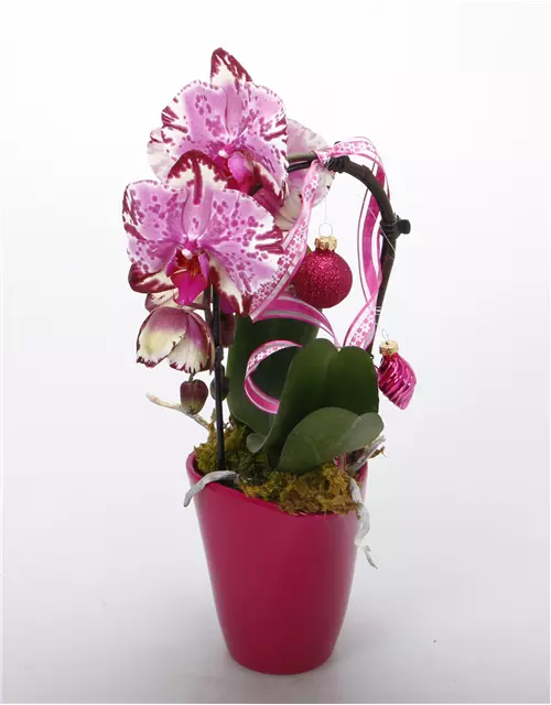 Orchidee mit Kugeln pink