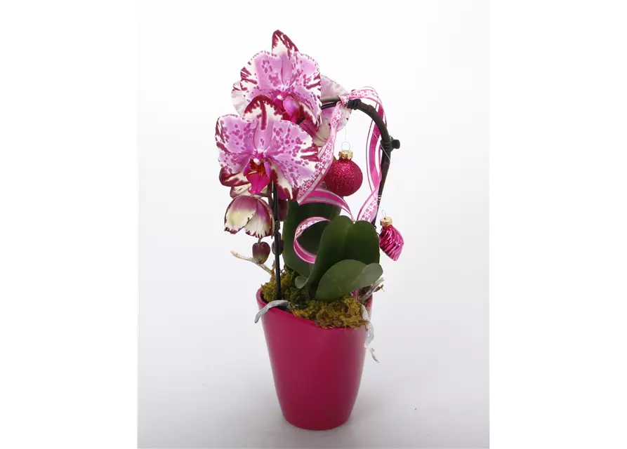 Orchidee mit Kugeln pink