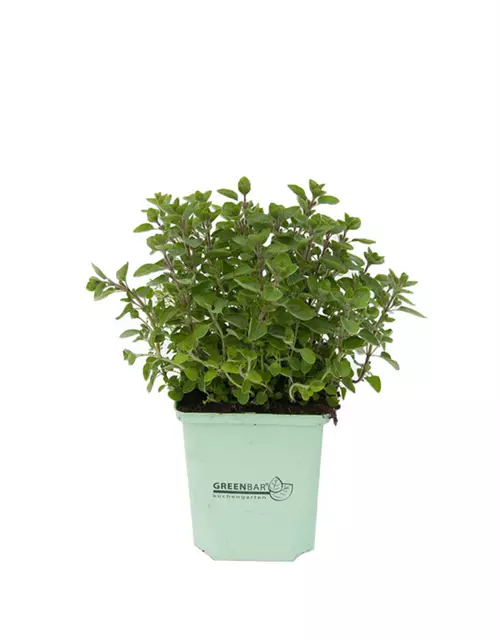 Greenbar Origanum 