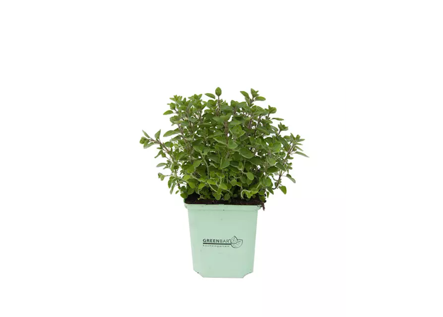 Greenbar Origanum 