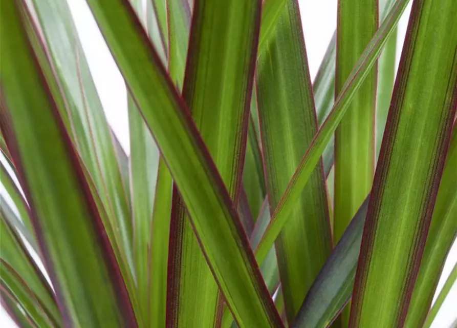 Drachenbaum 'marginata'