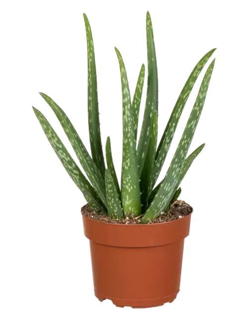 Aloe vera