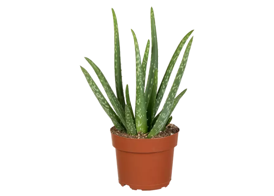 Aloe vera