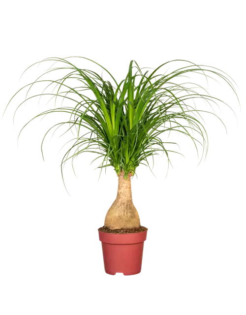 Elefantenfuß 'Maya Palm'