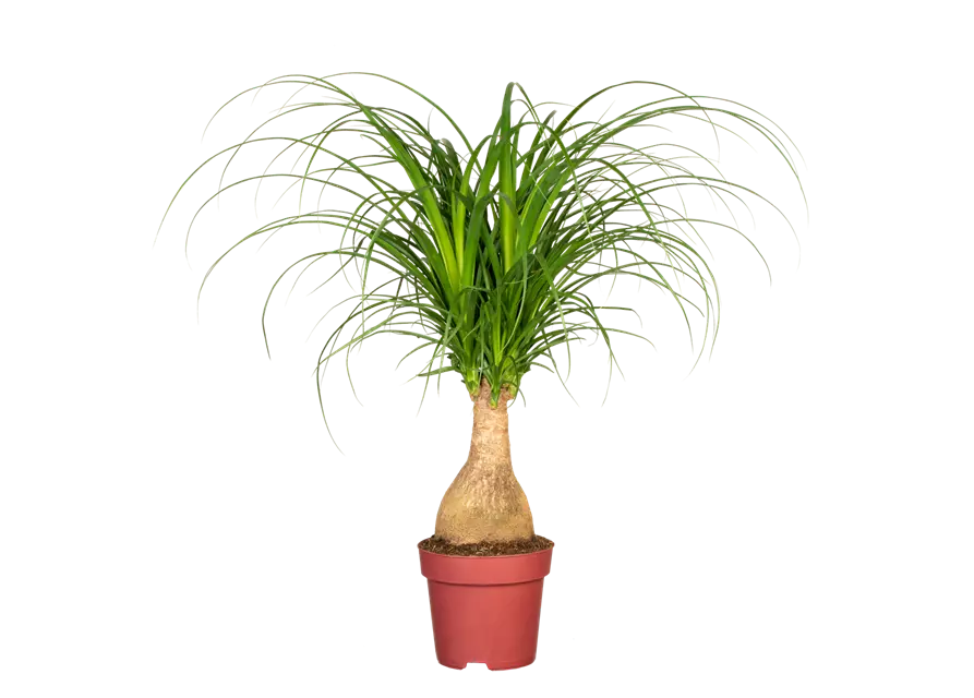 Elefantenfuß 'Maya Palm'