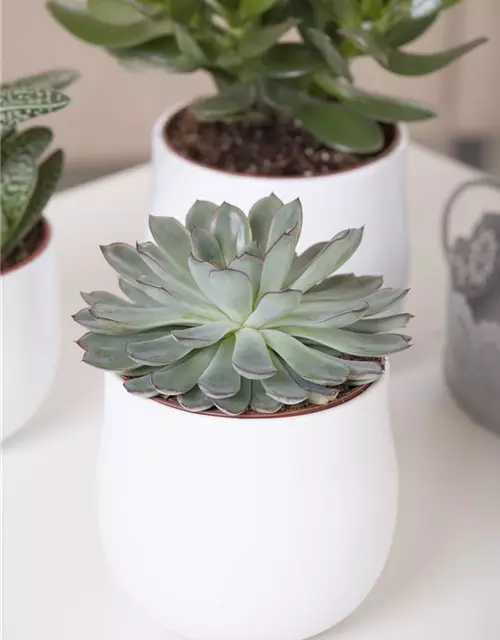 Echeveria