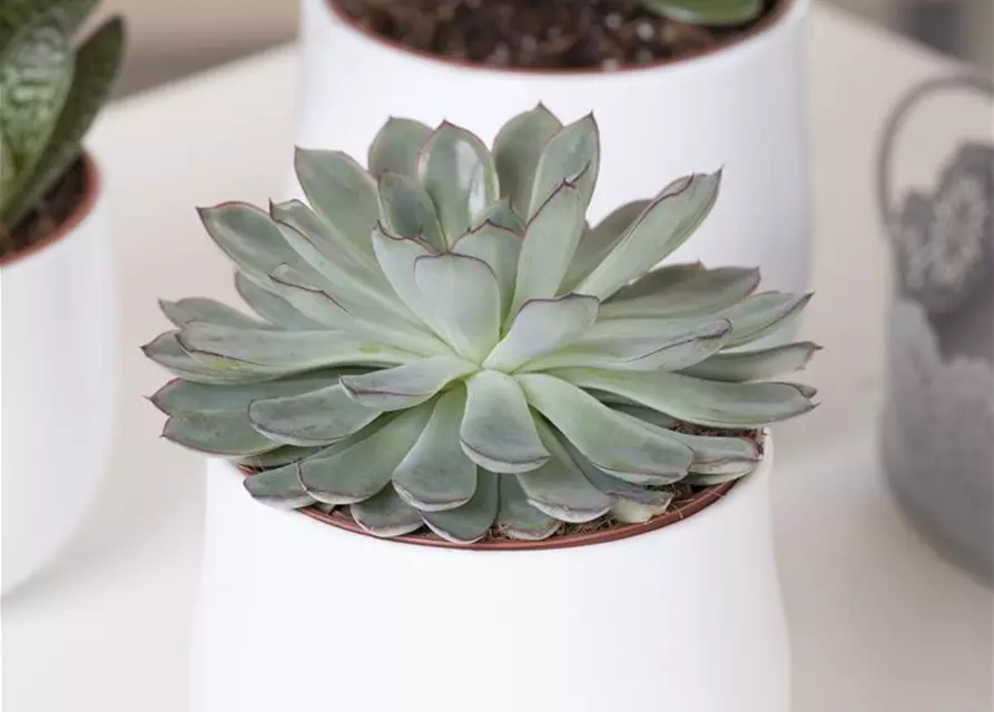 Echeveria