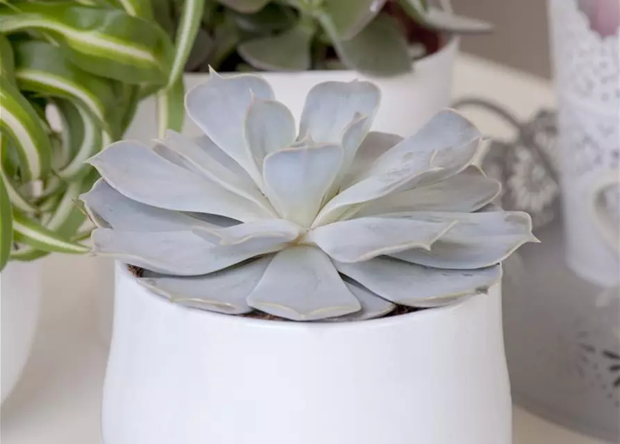 Echeveria