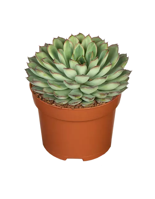 Echeveria