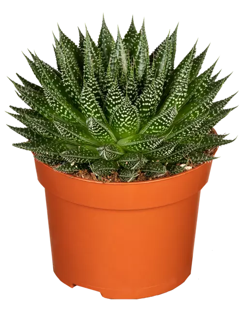 Aloe 'Magic'