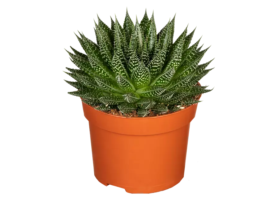 Aloe 'Magic'