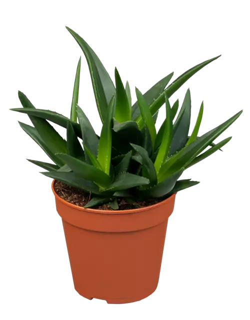 Haworthia 