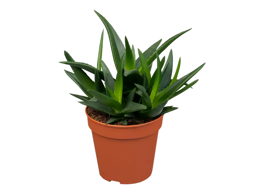 Haworthia 