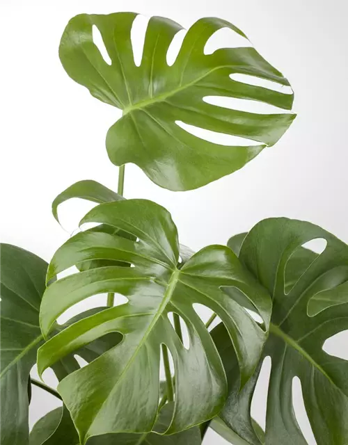 Monstera