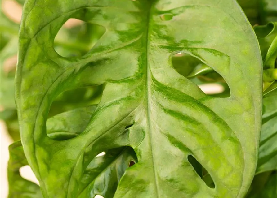 Monstera 'Monkey Leaf'