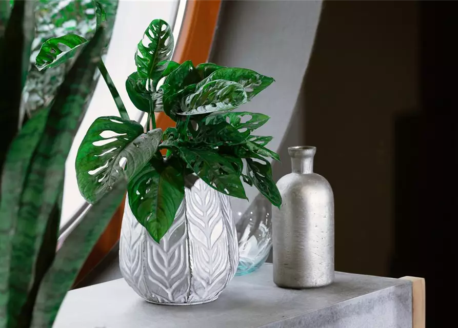 Monstera 'Monkey Leaf'