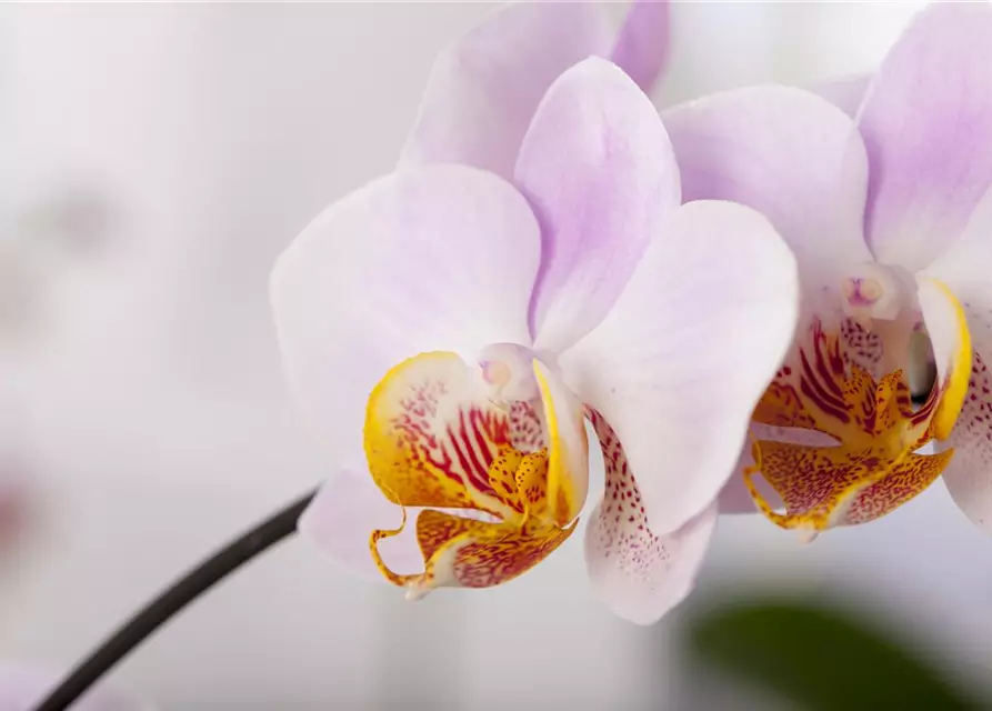 Orchidee Double Umbrella lila special