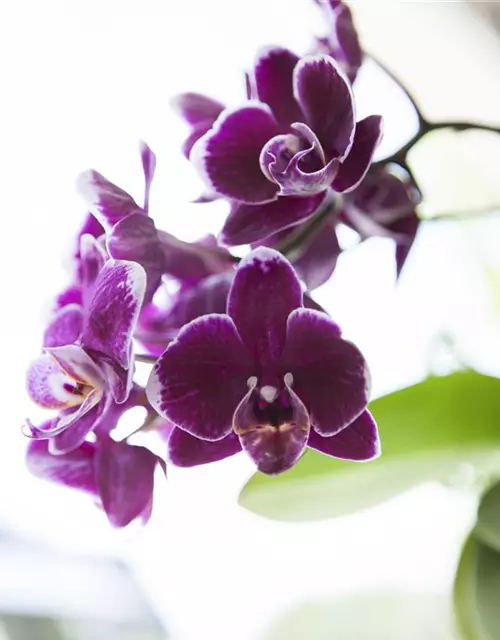 Orchidee lila special