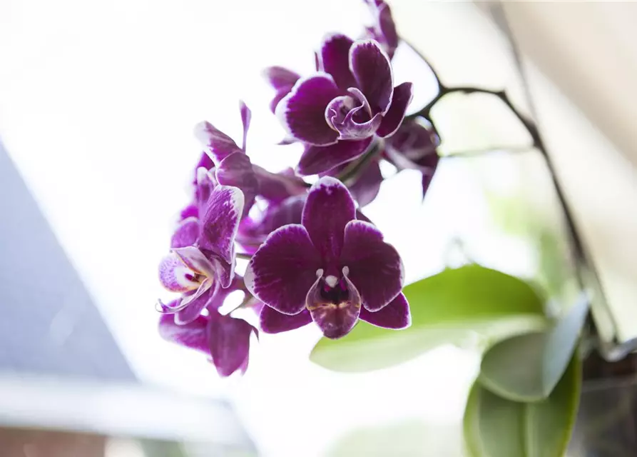 Orchidee lila special