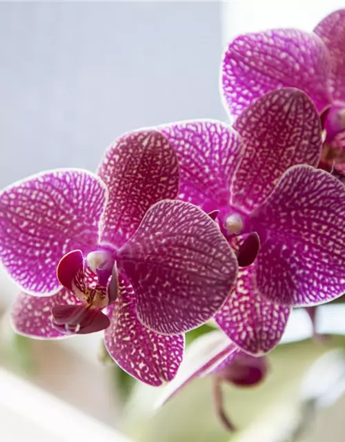 Orchidee lila special