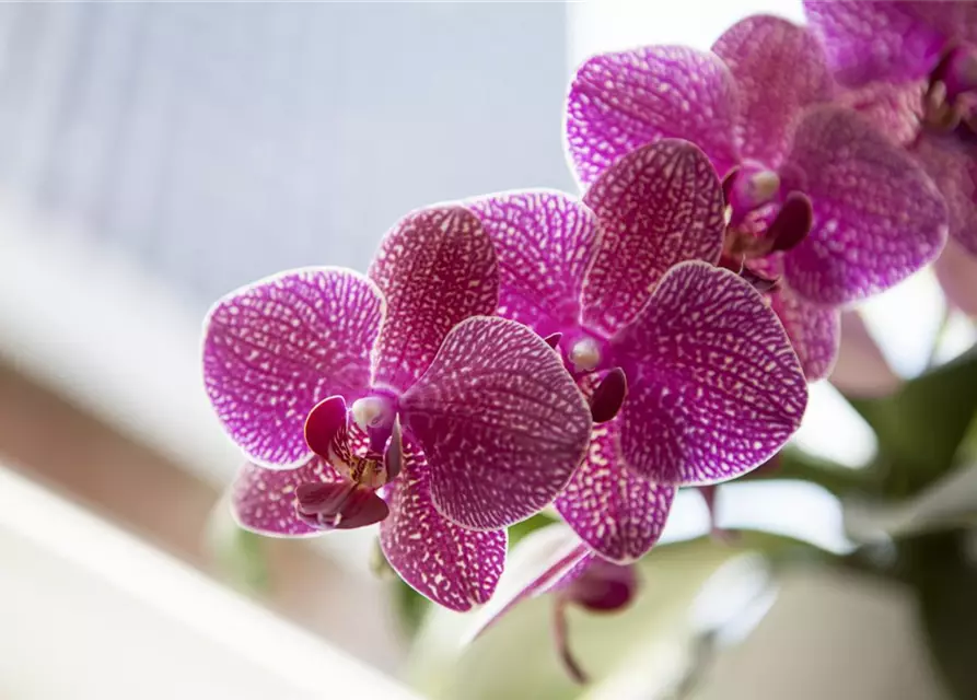 Orchidee lila special