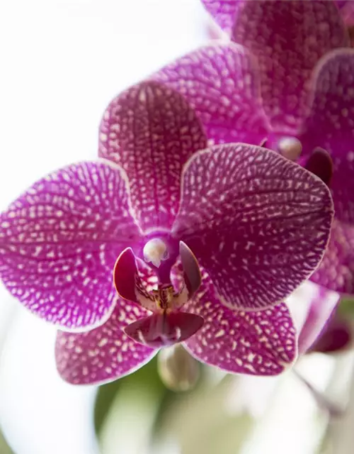 Orchidee lila special