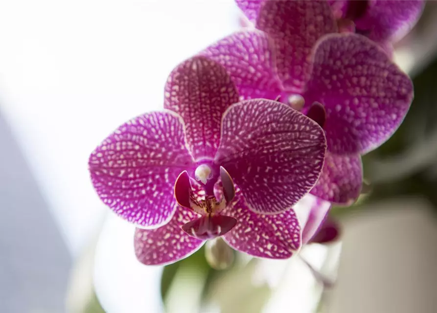 Orchidee lila special