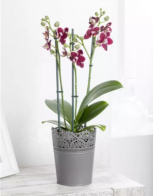 Orchidee lila special