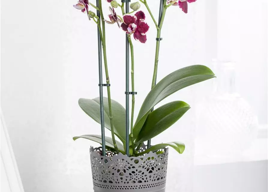 Orchidee lila special