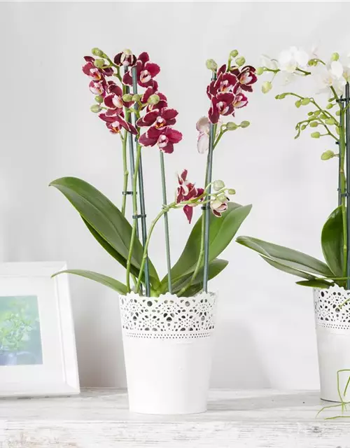 Orchidee lila special