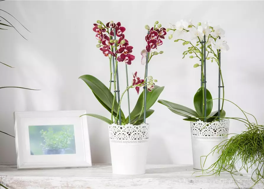 Orchidee lila special