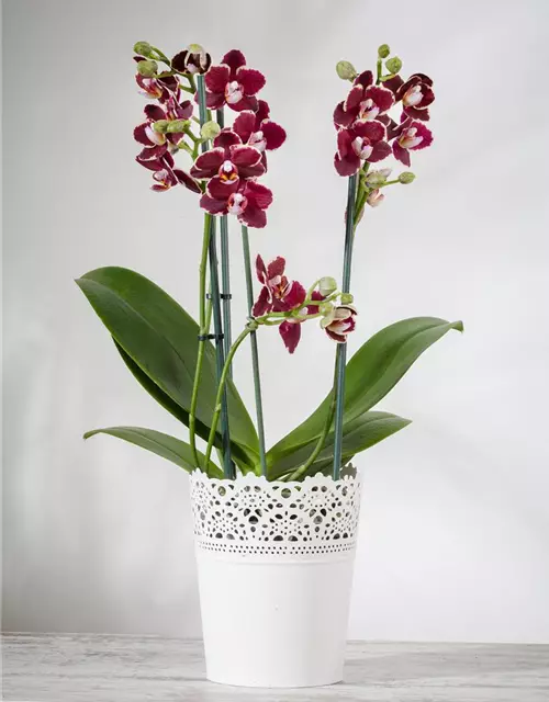 Orchidee lila special