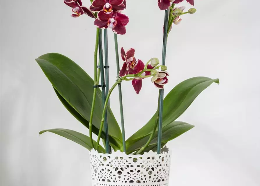 Orchidee lila special