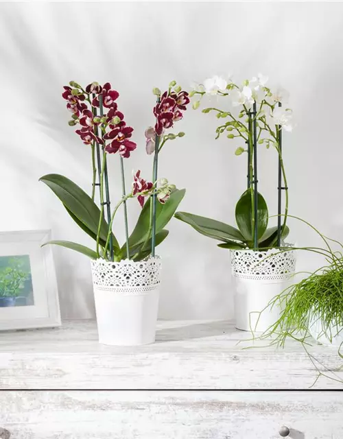 Orchidee lila special