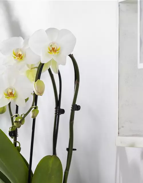 Orchidee Cascade weiß