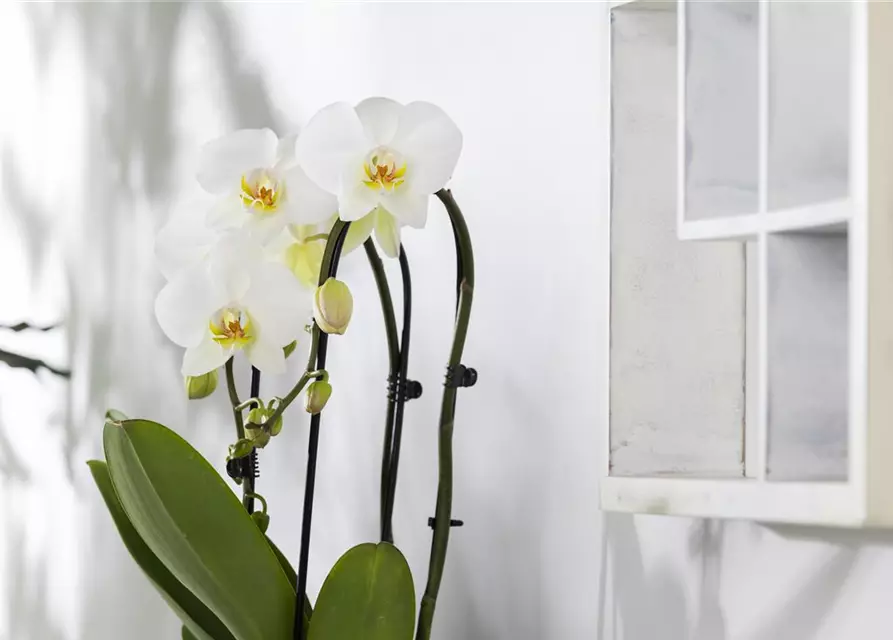 Orchidee Cascade weiß