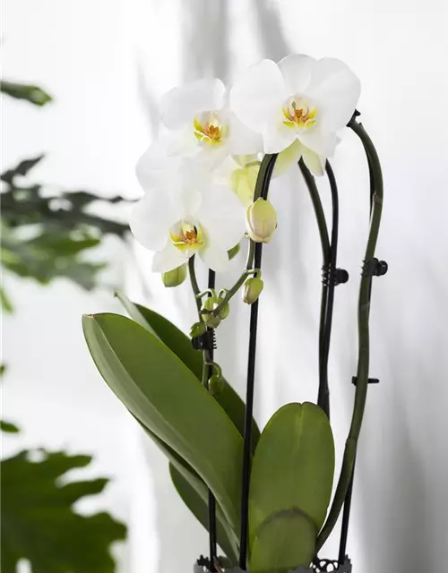 Orchidee Cascade weiß