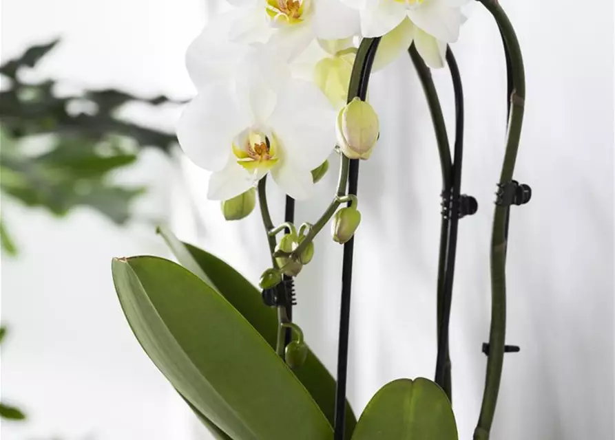 Orchidee Cascade weiß