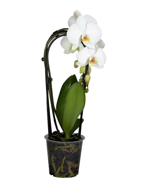 Orchidee Cascade weiß