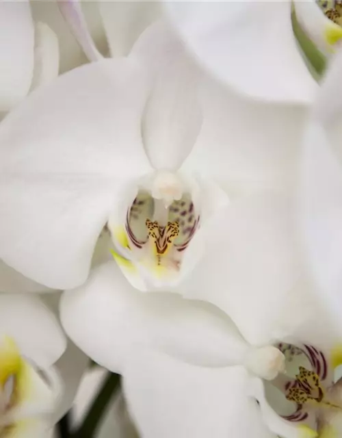 Orchidee 2er weiß