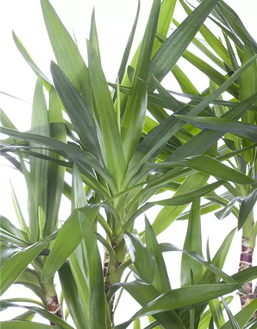 Palmlilie Yucca