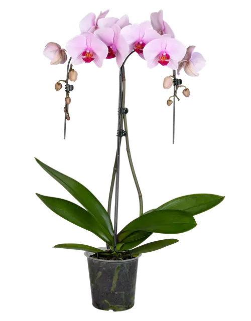 Orchidee Double Umbrella lila