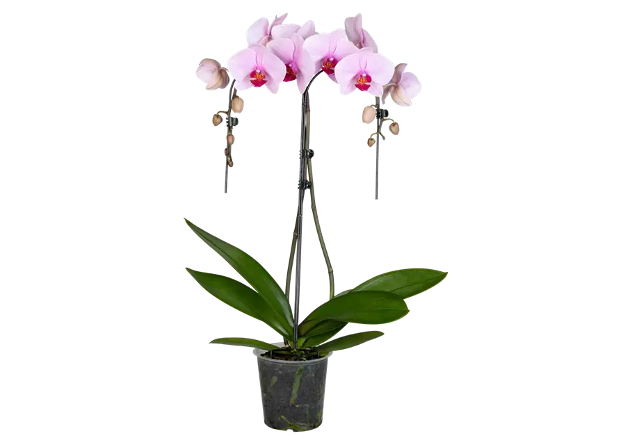 Orchidee Double Umbrella lila