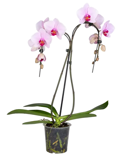 Orchidee Double Umbrella lila