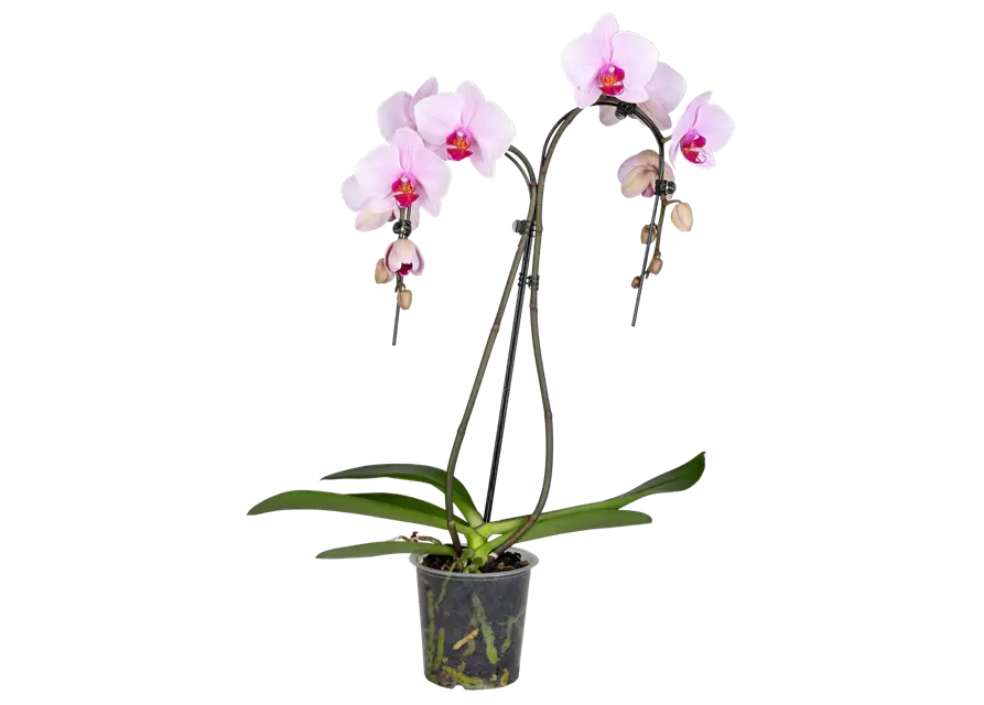 Orchidee Double Umbrella lila