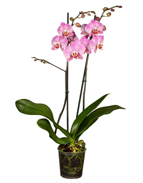 Orchidee lila special