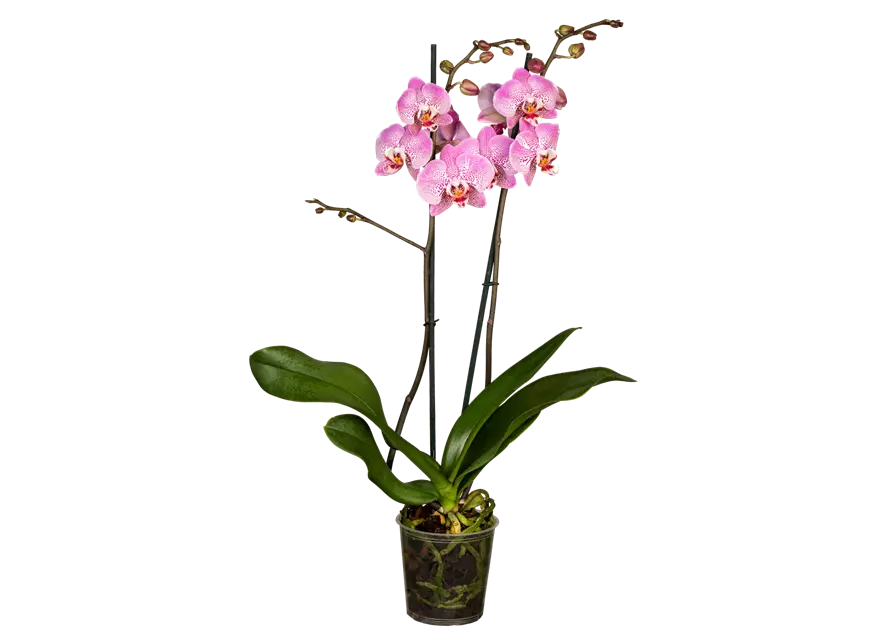 Orchidee lila special